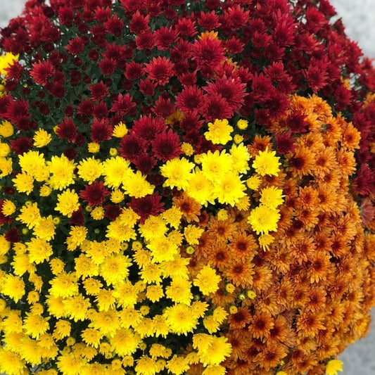 A cluster of chrysanthemums in three colors—deep red, bright yellow, and orange—grow closely together, creating a vibrant, gradient effect from top to bottom.