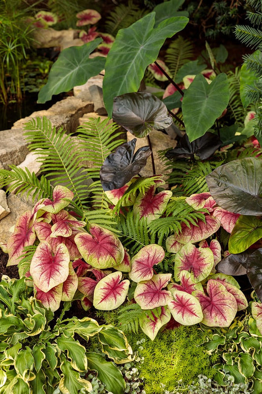 Colorful caladiums with green and pink leaves grow among green ferns and broadleaf plants near a stone border in a lush, vibrant garden setting.