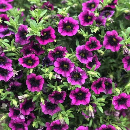 A cluster of vibrant purple flowers with dark centers, surrounded by green leaves. The flowers are trumpet-shaped and densely packed, creating a lush and colorful display.