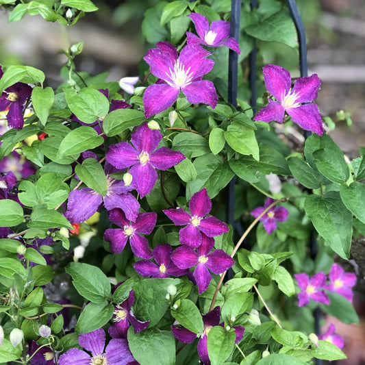 Green leaved clematis climbs up a metal post with purple blooms.