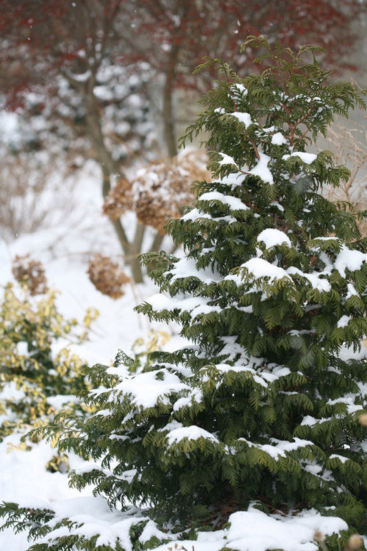 A small evergreen tree outdoors is covered in patches of snow. In the background, other trees and plants are also dusted with snow, creating a wintery garden scene.
