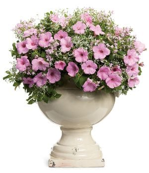 A white ceramic container filled with light pink blooms against a white background.