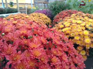 A collection of red, yellow, and orange mums in full bloom in a garden center