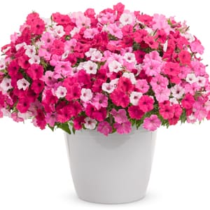 Brilliant white, pink, and red petunia blooms in a white ceramic planter against a white background