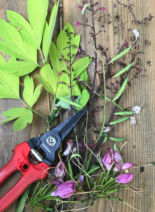 A pair of red pruning shears lies on a wooden surface next to green leaves, purple flower stems, and pink flower buds, suggesting freshly cut garden plants.