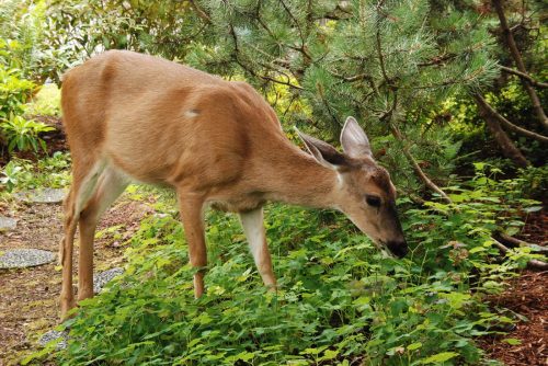 A brown deer in a wilderness setting eating plants