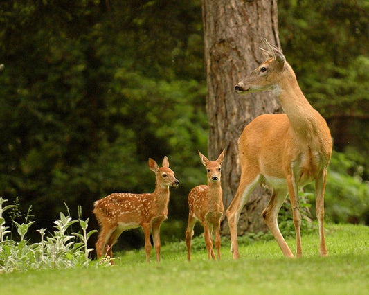 A doe and two fawns stand in a grassy field in front of a tree.