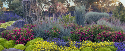 A colorful garden featuring clusters of yellow, purple, and pink flowers, various grasses, and shrubs, with trees and sunlight in the background - Photo Courtesy of Proven Winners.