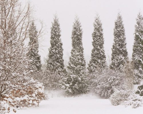 Snow-covered evergreen trees in a forest during a snowstorm