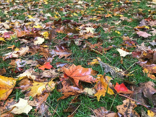 Wet autumn leaves in shades of yellow, orange, red, and brown scattered on green grass. The leaves are overlapping and cover most of the ground, creating a colorful, textured scene.