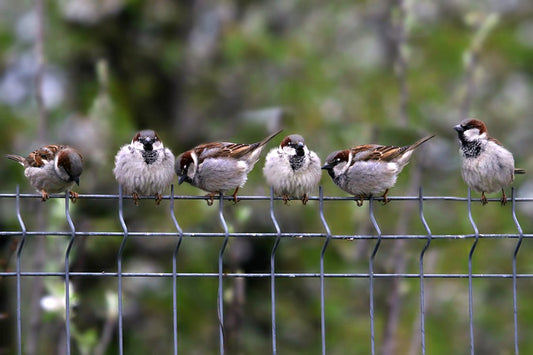 Six small brown sparrows are perched in a row on a metal fence with a blurred green background, appearing fluffed up and looking in different directions.