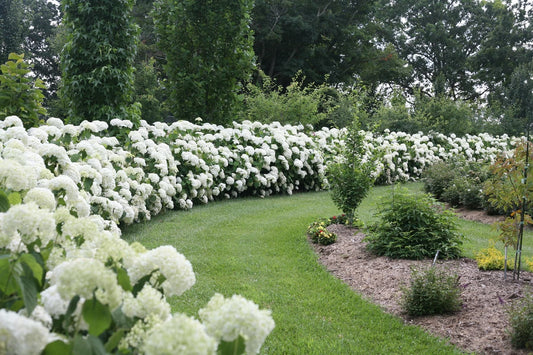 A neatly mowed grass path curves through a garden bordered by lush hydrangea bushes covered in large white blooms, with trees and various plants in the background.