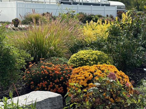 A vibrant garden with clusters of orange and yellow flowers, tall ornamental grasses, green shrubs, and a white fence in the background under bright sunlight.