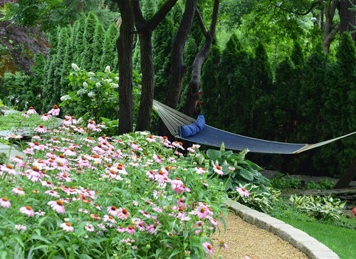 A blue hammock hangs between trees behind a lush flowerbed of pink coneflowers and green foliage, with a gravel path to the right and tall shrubs in the background.