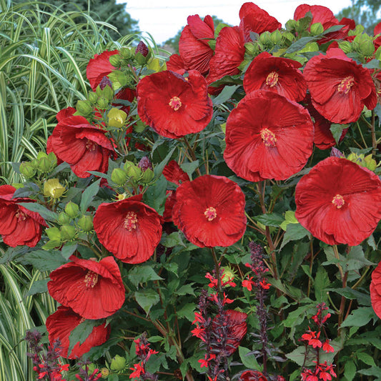 A dense cluster of large red hibiscus flowers