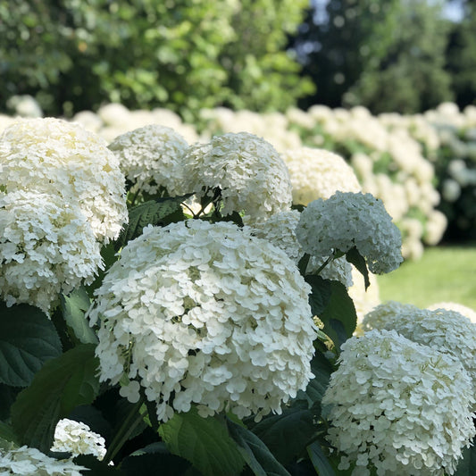 Large clusters of white Incrediball® Smooth Hydrangea bloom among green leaves in a lush garden, with pink and purple flowers in the background, highlighting this striking flowering shrub. - Photo Property of Garden Crossings LLC
