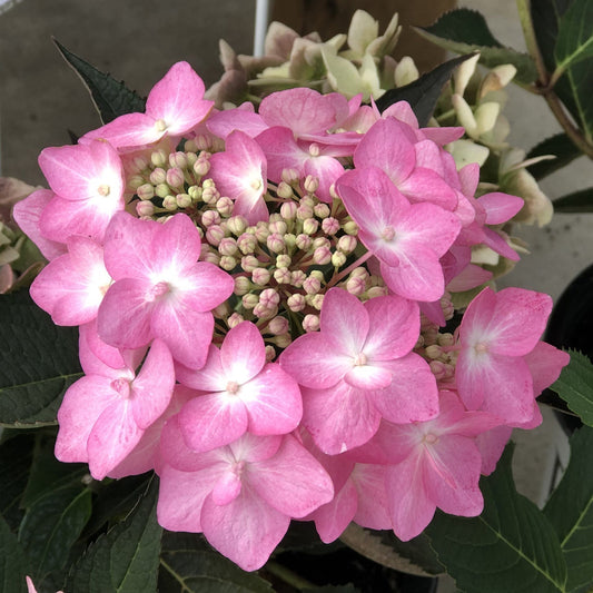 Cluster of light pink Let's Dance Can Do!® Bigleaf Hydrangea blooms, with lush green leaves. Their delicate petals form a dense, rounded bunch outdoors, highlighting this reblooming hydrangea’s vibrant charm. - Photo Property of Garden Crossings LLC