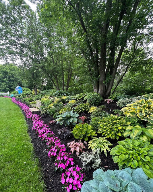 A lush garden features a curving bed of vibrant pink flowers, various green and yellow hostas, and tall trees. A wooden bench sits among the plants, with a blue garden shed visible in the background.