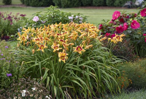 A garden bed filled with yellow daylilies with red centers, surrounded by green foliage and vibrant pink and purple flowers, set against a grassy lawn and shrubs in the background.
