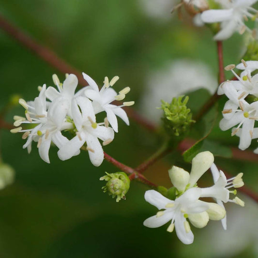 Close-up of clusters of fine white blooms, some unopen, on a Heptacodium Temple of Bloom - Photo Courtesy of Spring Meadow Nursery.
