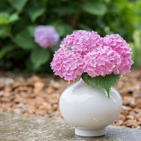 Small white ceramic vase with cut pink hydranea flowers against a blurred background.