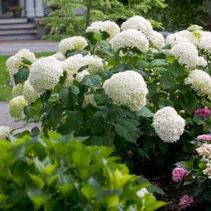A cluster of white hydrangea flowers in full bloom grows in a garden bed, surrounded by green foliage and other flowering plants, with a walkway and steps visible in the background.