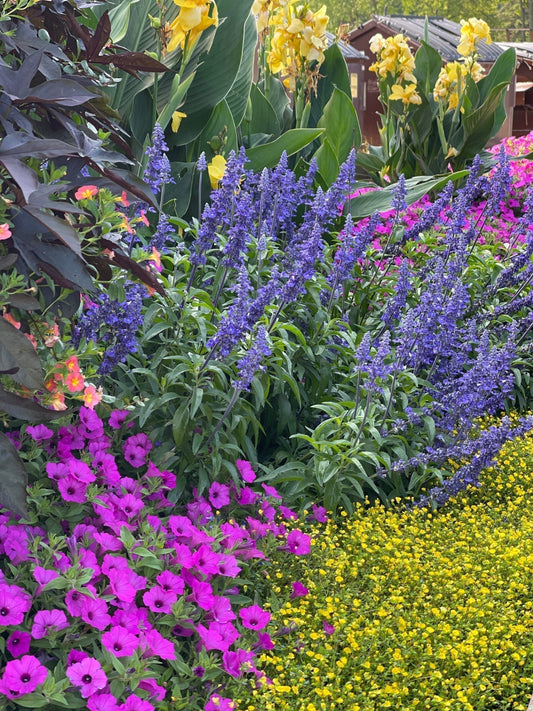A vibrant garden with clusters of purple and yellow flowers, tall blue spiked blooms, bright pink petunias, and tall yellow canna lilies, set against lush green foliage and a wooden shed in the background.