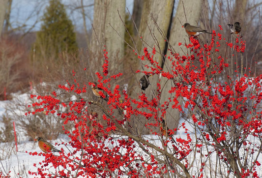 Several birds perch on a snow-covered bush with clusters of bright red berries, surrounded by bare trees and shrubs in a winter landscape.