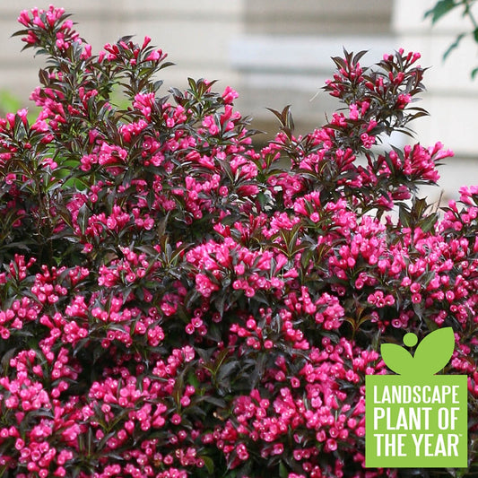 A dense shrub with glossy dark leaves and clusters of bright pink tubular flowers. A green badge in the corner reads Landscape Plant of the Year.