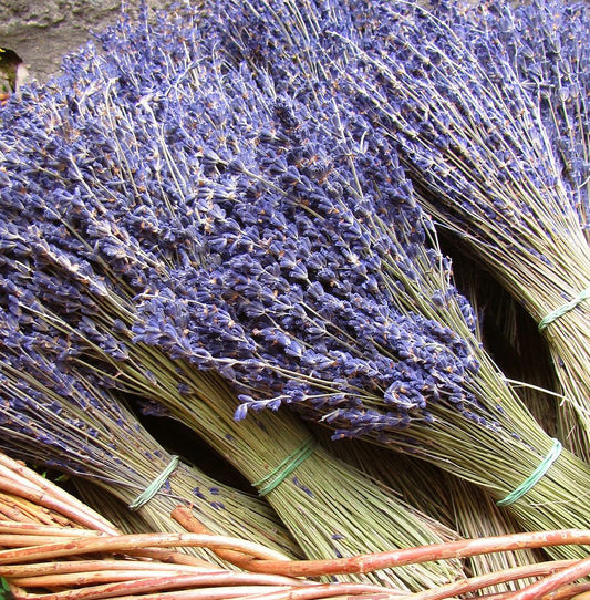 Several bundles of dried lavender flowers tied with green bands rest in a wicker basket. The lavender stems are light brown, and the flower tops are a deep purple color.