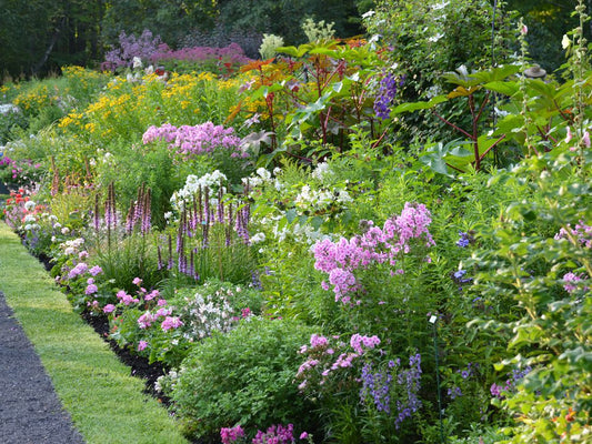A lush garden border filled with a variety of colorful blooming flowers and green foliage, next to a neatly edged lawn and a gravel path on the left.