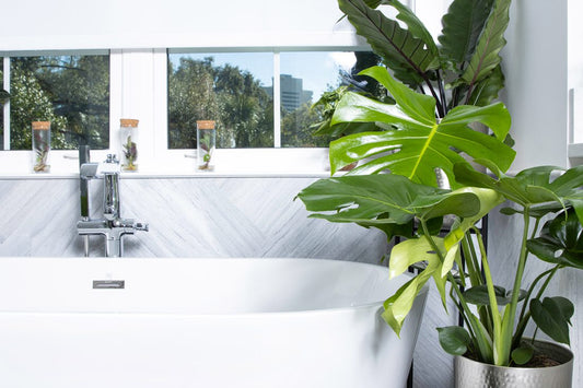 A modern bathroom with a white bathtub, chrome faucet, large green potted plant, and natural light streaming in through windows with small glass jars on the sill.