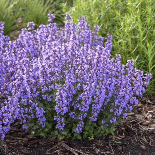 A lush cluster of purple catmint flowers, with small green leaves and tall blooming spikes, grows in a garden bed with mulch and other green plants in the background.