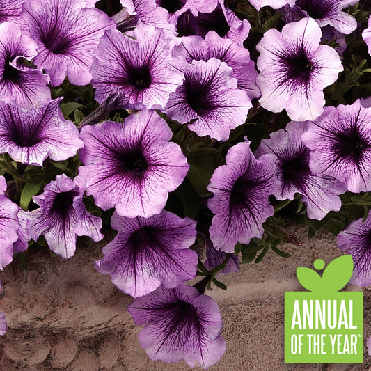 Close-up of purple blooms on  Supertunia® Bordeaux™ . The text "annual of the year" is in the lower right corner.