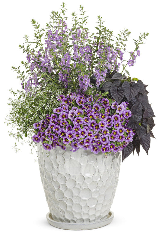 A white textured flower pot contains blooming purple flowers, tall green stems with small purple blossoms, trailing greenery, and dark purple heart-shaped leaves.