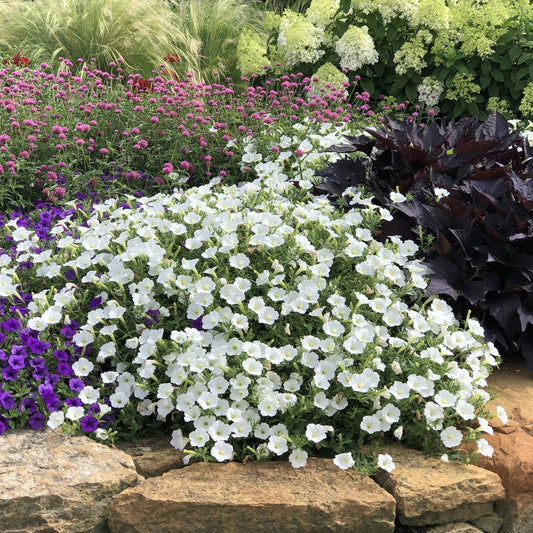 A cluster of Supertunia Vista® Snowdrift™ Petunia displays mainly white blooms with occasional magenta accents, all set against lush green foliage - Photo Property of Garden Crossings LLC.