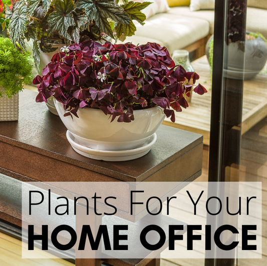 A bright home office features a wooden desk adorned with various colorful potted plants and flowers, with the text “Plants For Your HOME OFFICE” overlaid in the bottom right corner.