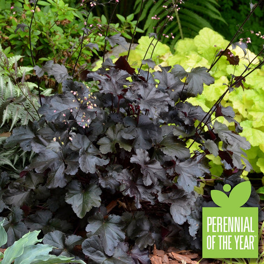 PRIMO™ Black Pearl Heuchera with dark purple foliage and flower stalks with tiny pink flowers. The text "perennial of the year" is in the lower right corner.