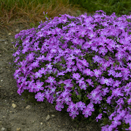 Close-up of Spring Bling® 'Rose Quartz' Hybrid Creeping Phlox forms a dense mat of small, vibrant purple five-petaled flowers above green foliage, creating a colorful, carpet-like effect in spring - Photo Courtesy of Walters Gardens, Inc.
