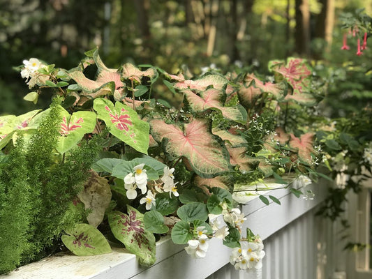 A white wooden railing is lined with lush, green and pink leafy plants and white flowers, with a blurred background of trees and greenery. Sunlight filters through the foliage.