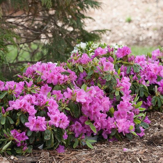 Lavender blooms on a rhododendron in a mulched garden bed