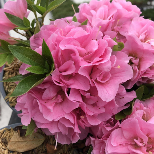 Close-up of vibrant pink azalea flowers in full bloom, surrounded by green leaves. The petals are layered and delicate, with a few buds and some mulch visible at the base of the plant.