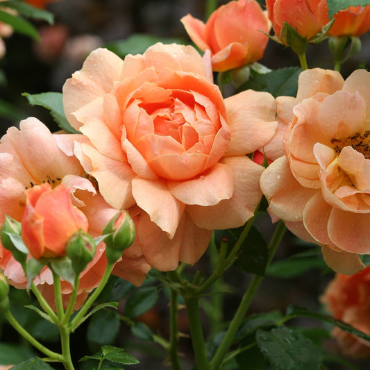 A cluster of fragrant At Last® Rose (Rosa) blooms in peach hues with green leaves, showcasing water-kissed petals and a range of stages from tight buds to fully opened flowers. - Photo Courtesy of Proven Winners, Inc. 