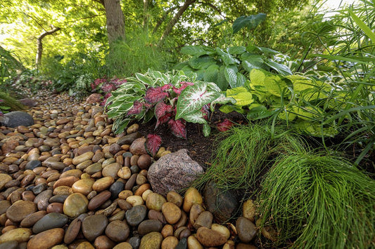 A garden scene with a dry creek bed made of smooth river rocks, bordered by green and variegated leafy plants, including pink and white caladiums, under dappled sunlight from surrounding trees.