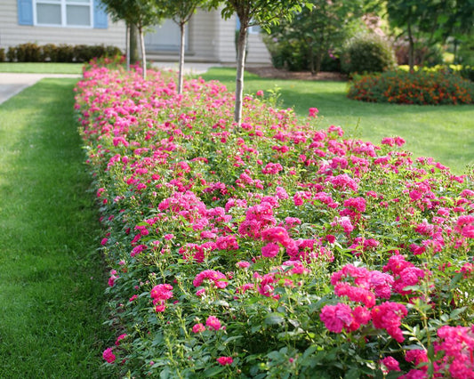 A neatly trimmed row of vibrant pink flowers lines a green lawn outside a house, with trees providing shade and more flower beds visible in the background.