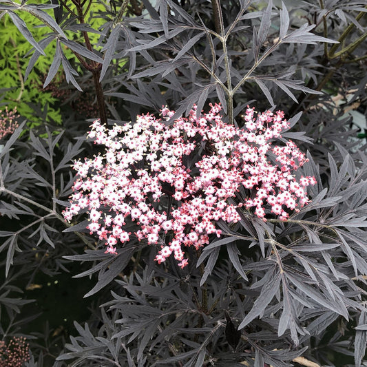 A large Black Lace® Elderberry (Sambucus), a striking deer-resistant shrub with dark purple-black foliage, grows among rocks in a landscaped garden bordered by green grass, trees, and set beneath a clear sky. - Photo Property of Garden Crossings LLC