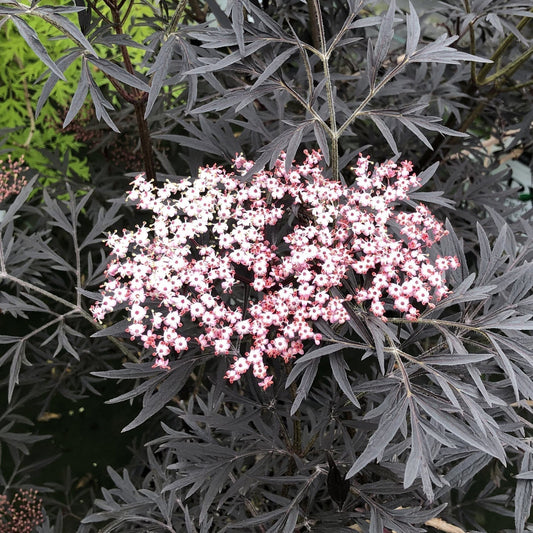 A large Black Lace® Elderberry (Sambucus), a striking deer-resistant shrub with dark purple-black foliage, grows among rocks in a landscaped garden bordered by green grass, trees, and set beneath a clear sky. - Photo Property of Garden Crossings LLC