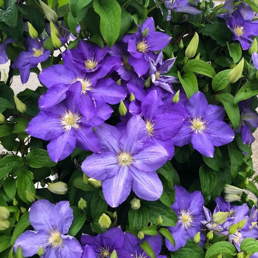 A cluster of vibrant purple clematis flowers with yellow centers surrounded by green leaves and unopened buds.