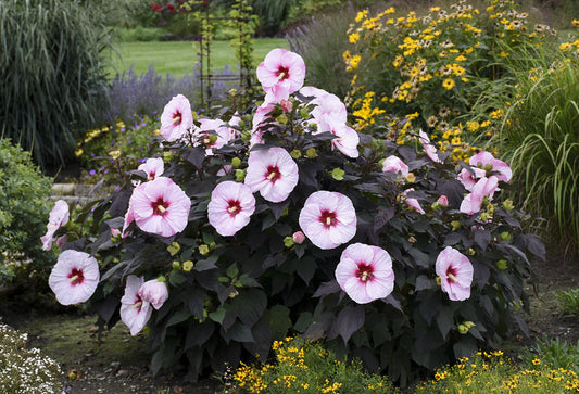 A lush garden bush with large, pale pink hibiscus flowers featuring deep red centers, surrounded by greenery and clusters of yellow and purple flowers in the background.