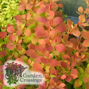 Orange leaves on a barberry bush, with a graphic of a flower cart in the lower left corner with the text "Garden Crossings"